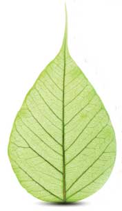 Sabic offers biobased versions Sabic offers biobased versions