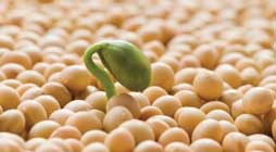 soy-plant