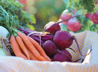 carrot and beet fibres