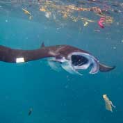 Filter-feeding marine animals at risk from microplastics