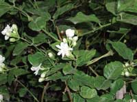 Albert Vieille sources its raw materials from aromatic crops Albert Vieille sources its raw materials from aromatic crops