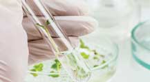 Givaudan partnered with Bio FD&C in boosting its plant cell culture