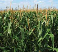 Plants-and-crops