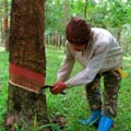 Kerala gov’t sought Modi’s help to resolve rubber growers crisis