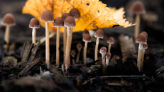 Plastic-eating fungi